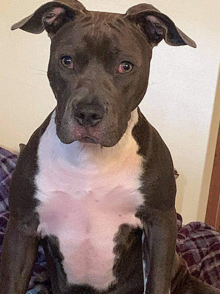 Lexi Lynn joined the competition — help win amazing prizes! ancient_dog_breeds, art, carnivore, collar, companion_dog, cordoba_fighting_dog, dog, dog_breed, dog_collar, fawn, molosser, non_sporting_group, snout, sporting_group, terrestrial_animal, whiskers, working_animal, working_dog