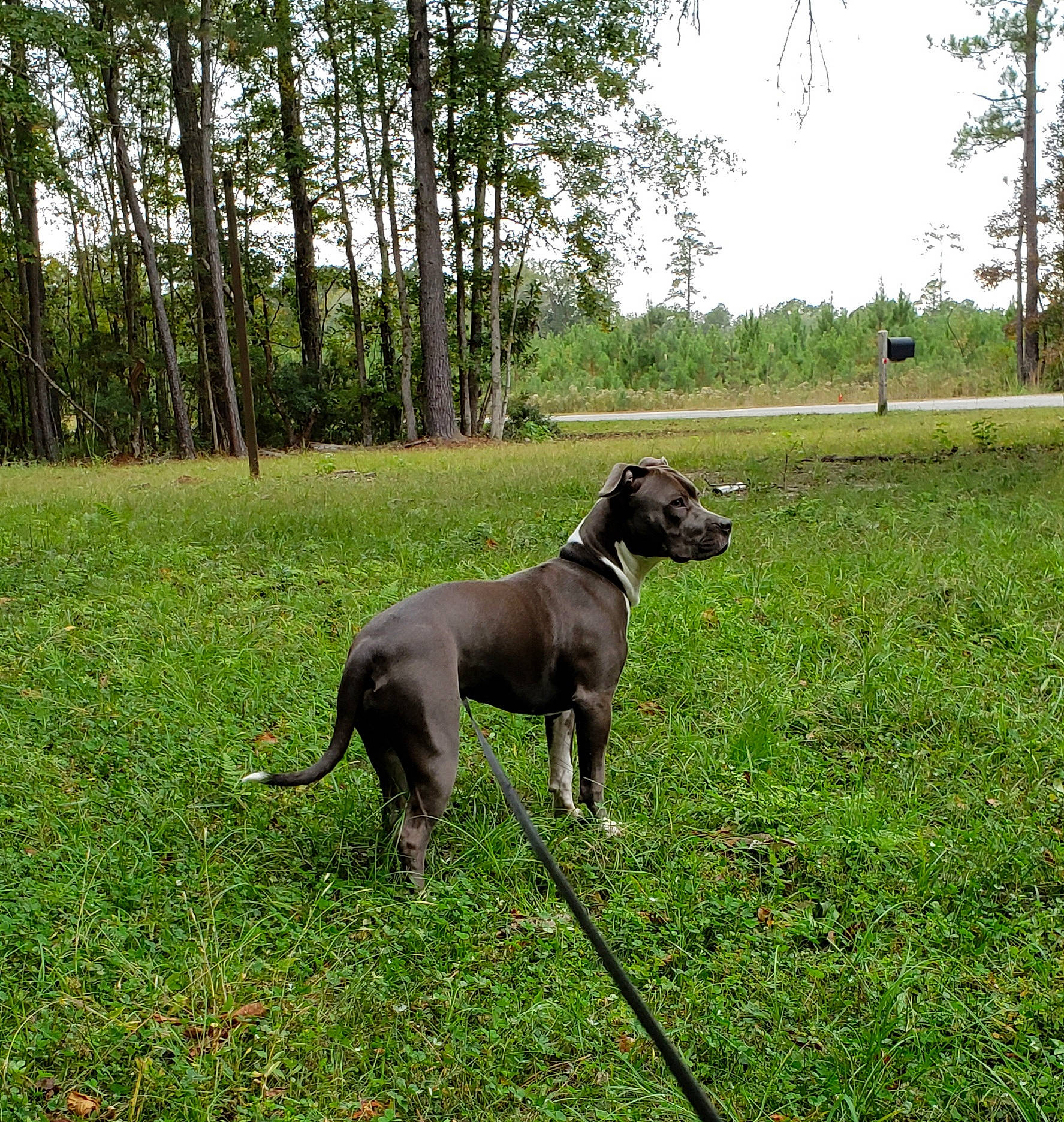 Lexi Lynn joined the competition — help win amazing prizes! canidae, carnivore, companion_dog, dog, dog_breed, fawn, grass, grassland, groundcover, gun_dog, pasture, plant, sighthound, sky, sporting_group, tail, terrestrial_animal, tree, wildlife, working_animal
