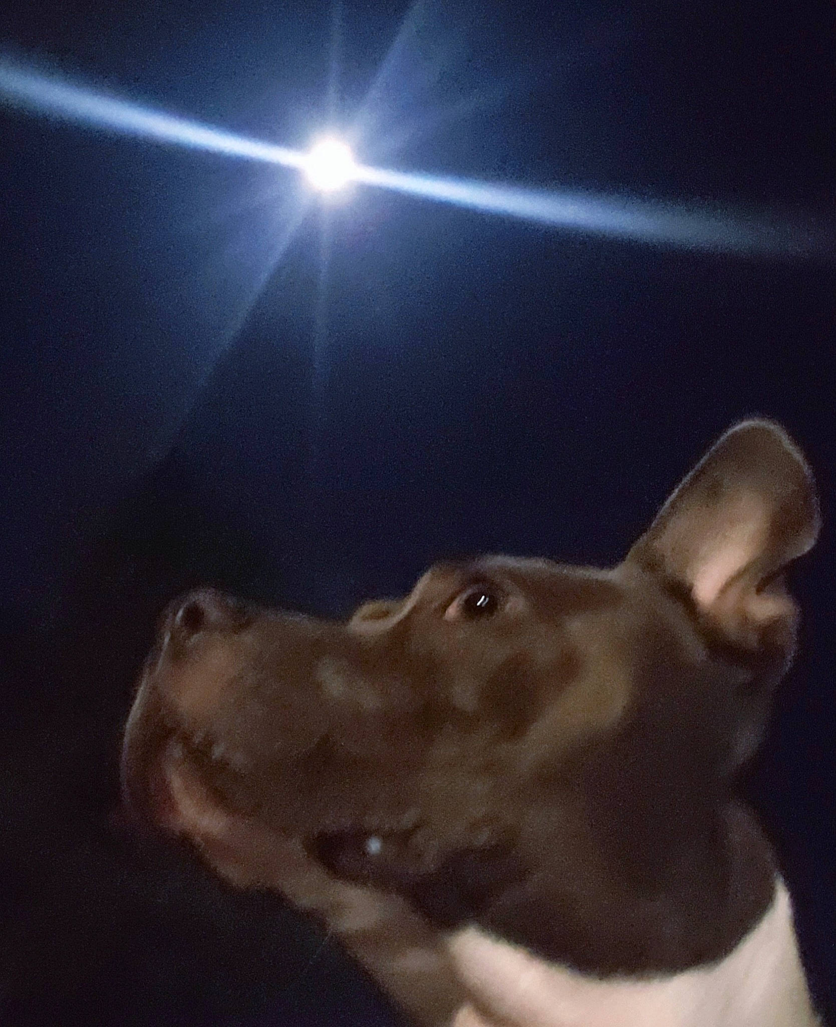 Lexi Lynn joined the competition — help win amazing prizes! astronomical_object, canidae, carnivore, companion_dog, darkness, dog, dog_breed, ear, electric_blue, fawn, gesture, lens_flare, light, midnight, night, non_sporting_group, snout, sporting_group, whiskers, working_animal