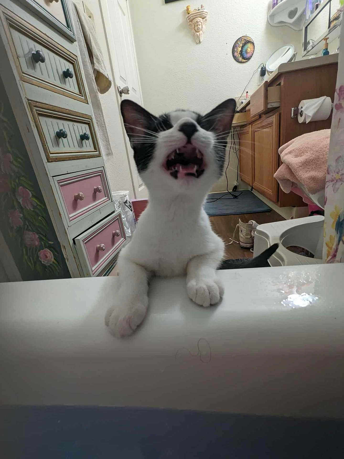 Pirate joined the competition — help win amazing prizes! cat, kitten, bathroom, bathtub, black_and_white, pet, playful, mouth_open, furniture, cabinet, towel, floor, door, mirror, household, indoor, cute, animal, whiskers, paw