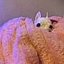 dog, white_dog, blanket, pink_blanket, cozy, peeking, ears, eyes, indoor, soft_texture, fur, cute, small_dog, pet, animal, resting, comfort, warm, hiding, curious