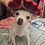 dog, chihuahua, sombrero, hat, pet, white_dog, bedspread, patterned_bedspread, indoor, hand, curious, small_dog, animal, cute, domestic_animal, furniture, textile, pink_clothing, blue_blanket, pet_accessory