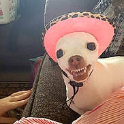 Lola joined the competition — help win amazing prizes! dog, small_dog, white_dog, hat, pink_hat, leopard_print, pet, indoor, couch, furniture, hand, smiling_dog, animal, cute, companion, domestic, cozy, relaxed, living_room, funny