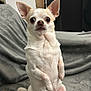 dog, chihuahua, pet, small_dog, sitting, blanket, couch, indoor, fur, ears, eyes, nose, paws, cute, alert, animal, companion, domestic, watching, relaxed
