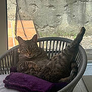 Lua participe au concours pour gagner de l'argent avec cette photo : cat, tabby, wicker_chair, purple_blanket, relaxed, pet, indoor, window, natural_light, fur, animal, feline, paw, leg, curious, looking_at_camera, home, cozy, resting, quiet