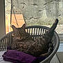 cat, tabby, wicker_chair, purple_blanket, relaxed, pet, indoor, window, natural_light, fur, animal, feline, paw, leg, curious, looking_at_camera, home, cozy, resting, quiet