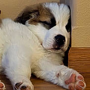 Rooney joined the competition — help win amazing prizes! puppy, sleeping, dog, fluffy, paw, floor, wood, corner, cozy, indoor, cute, pet, animal, resting, white, brown, black, face, fur, napping