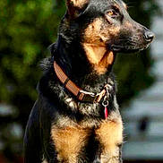 Frieda joined the competition — help win amazing prizes! dog, outdoor, grass, pet, animal, collar, alert, ears_up, sitting, black_coat, tan_coat, nature, canine, portrait, sunlight, focused, domestic_animal, mammal, fur, watchful