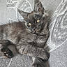 Cairo joined the competition — help win amazing prizes! kitten, cat, gray, feline, pet, animal, fur, yellow_eyes, relaxed, lying_down, blanket, soft, cute, domestic_animal, whiskers, ears, paw, young, indoor, cozy