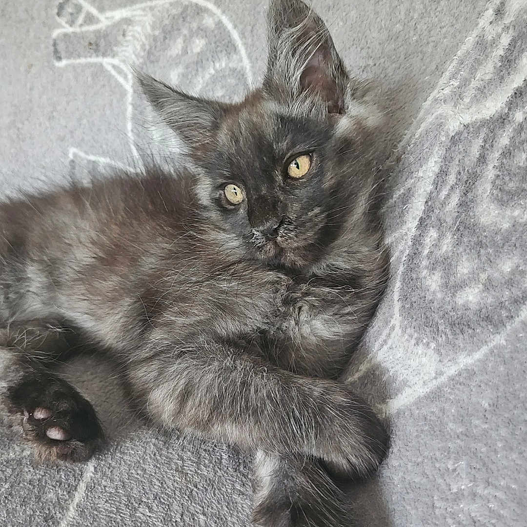 Cairo joined the competition — help win amazing prizes! kitten, cat, gray, feline, pet, animal, fur, yellow_eyes, relaxed, lying_down, blanket, soft, cute, domestic_animal, whiskers, ears, paw, young, indoor, cozy