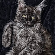 Cairo is registered to the contest to win money with this photo: cat, fluffy, feline, pet, animal, relaxed, yellow_eyes, tufted_ears, long_fur, portrait, indoor, cute, mammal, whiskers, laying_down, close_up, soft_texture, black_background, domestic_cat, resting