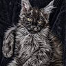 cat, fluffy, feline, pet, animal, relaxed, yellow_eyes, tufted_ears, long_fur, portrait, indoor, cute, mammal, whiskers, laying_down, close_up, soft_texture, black_background, domestic_cat, resting