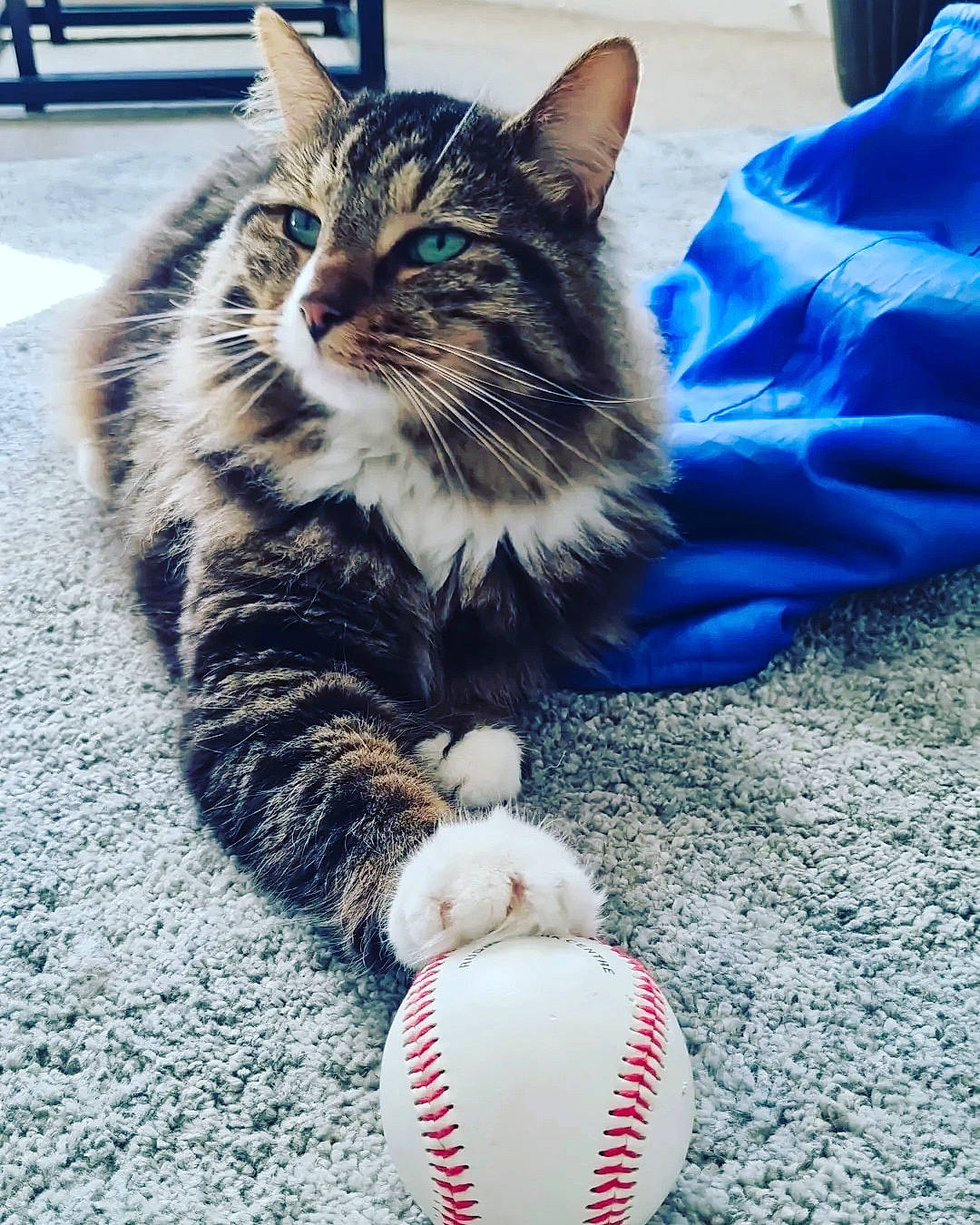 Bud is registered to the contest to win money with this photo: ball, ball_game, baseball, carnivore, cat, claw, domestic_short_haired_cat, electric_blue, felidae, foot, fur, grass, human_leg, paw, photograph, small_to_medium_sized_cats, snout, sports_equipment, tail, whiskers