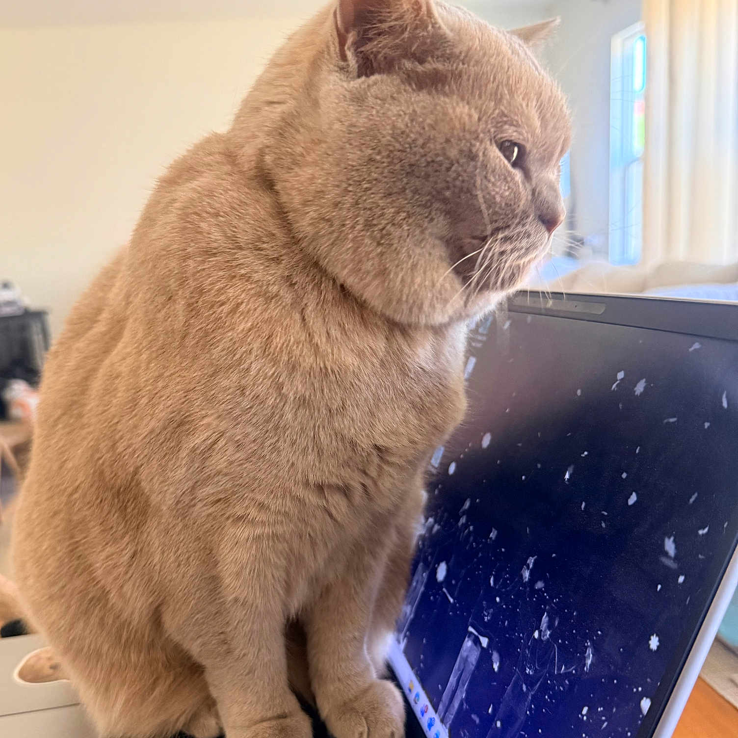 Kinako is registered to the contest to win money with this photo: animal, beige_cat, cat, closeup, computer, cozy, curious, curtains, feline, home, indoor, keyboard, laptop, pet, reflection, screen, sitting, technology, window, wooden_table