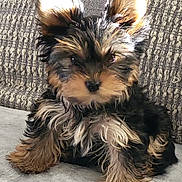 Toby Tater Tot is registered to the contest to win money with this photo: puppy, dog, small_dog, fluffy, cute, ears, fur, pet, animal, sitting, indoor, closeup, adorable, young, portrait, furry, companion, domestic_animal, looking, relaxed