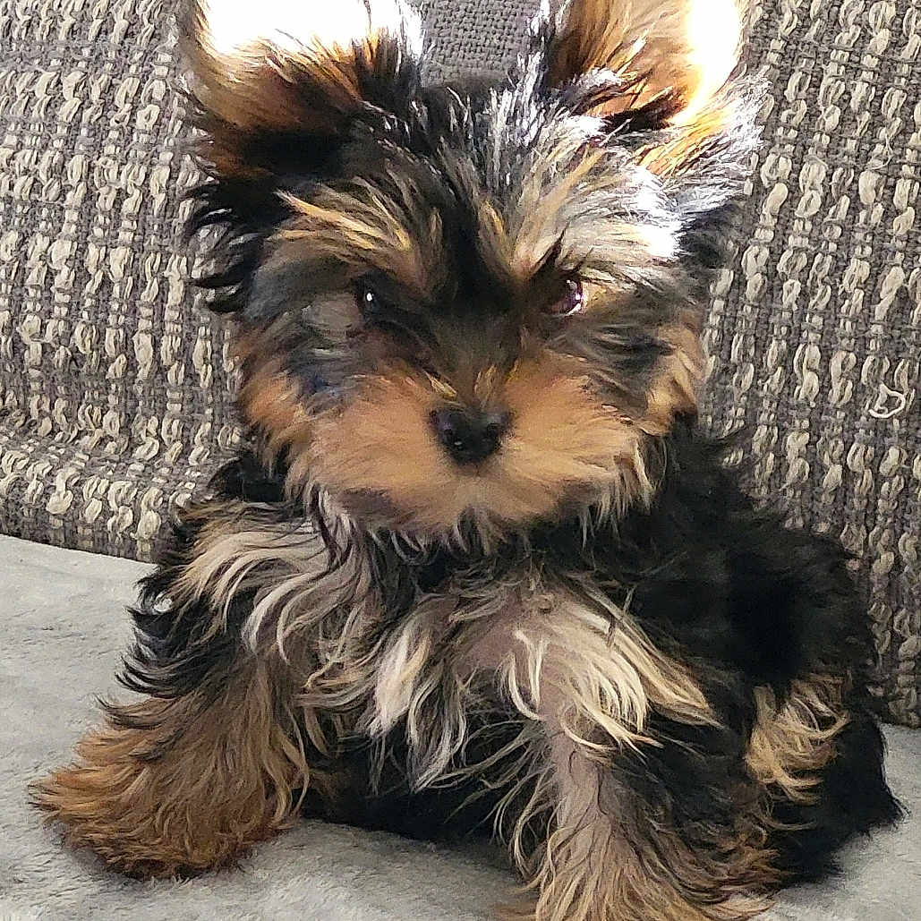Toby Tater Tot is registered to the contest to win money with this photo: adorable, animal, closeup, companion, cute, dog, domestic_animal, ears, fluffy, fur, furry, indoor, looking, pet, portrait, puppy, relaxed, sitting, small_dog, young