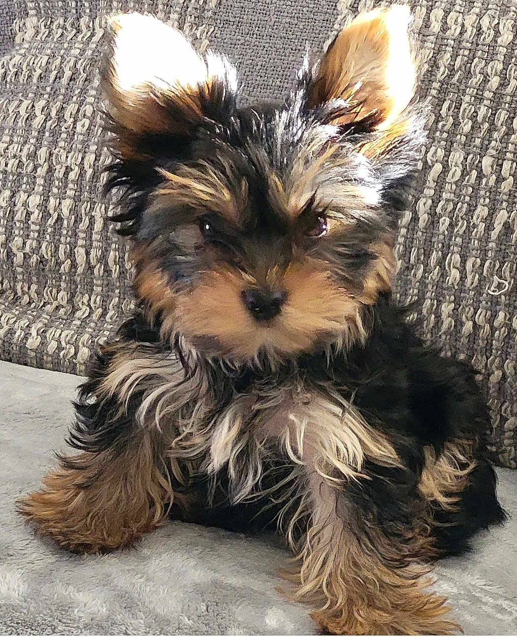 Toby Tater Tot is registered to the contest to win money with this photo: puppy, dog, small_dog, fluffy, cute, ears, fur, pet, animal, sitting, indoor, closeup, adorable, young, portrait, furry, companion, domestic_animal, looking, relaxed