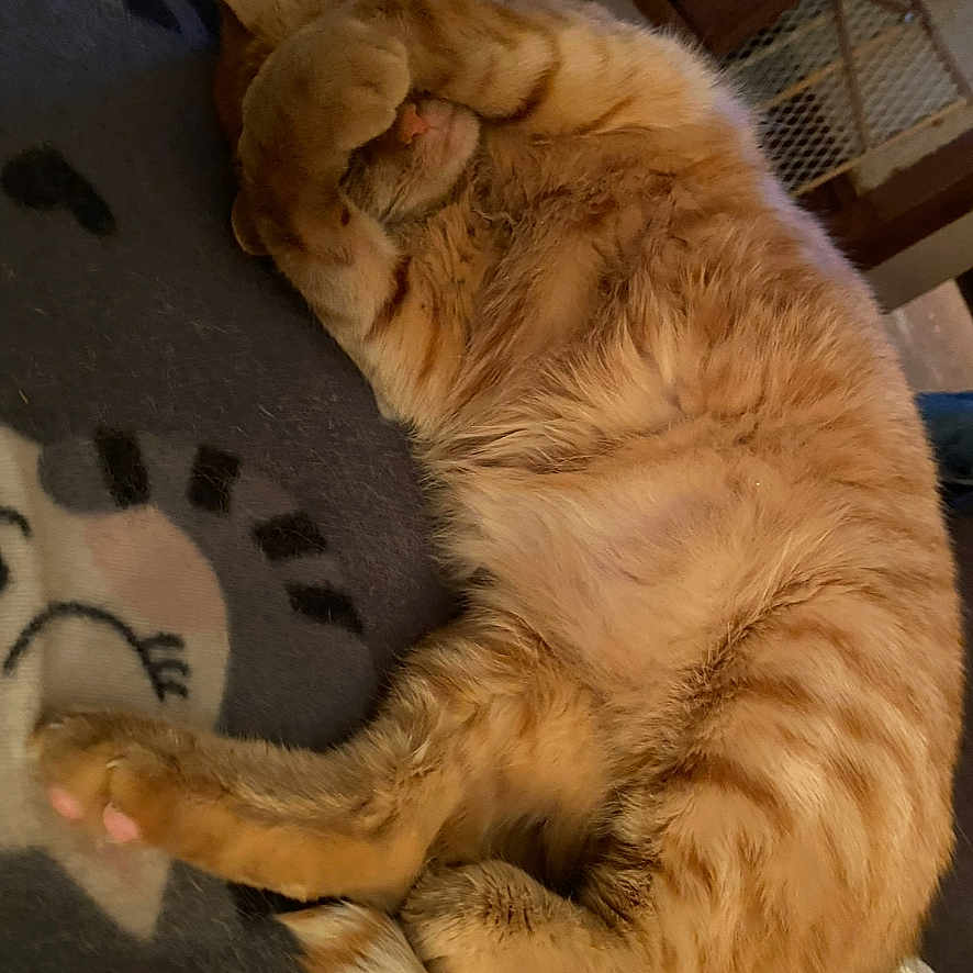Nugget is registered to the contest to win money with this photo: animal, blanket, cat, cozy, cute, domestic_cat, feline, fur, indoor, mammal, nap, orange_tabby, paw_covering_face, pet, relaxed, resting, sleeping, soft, striped, whiskers