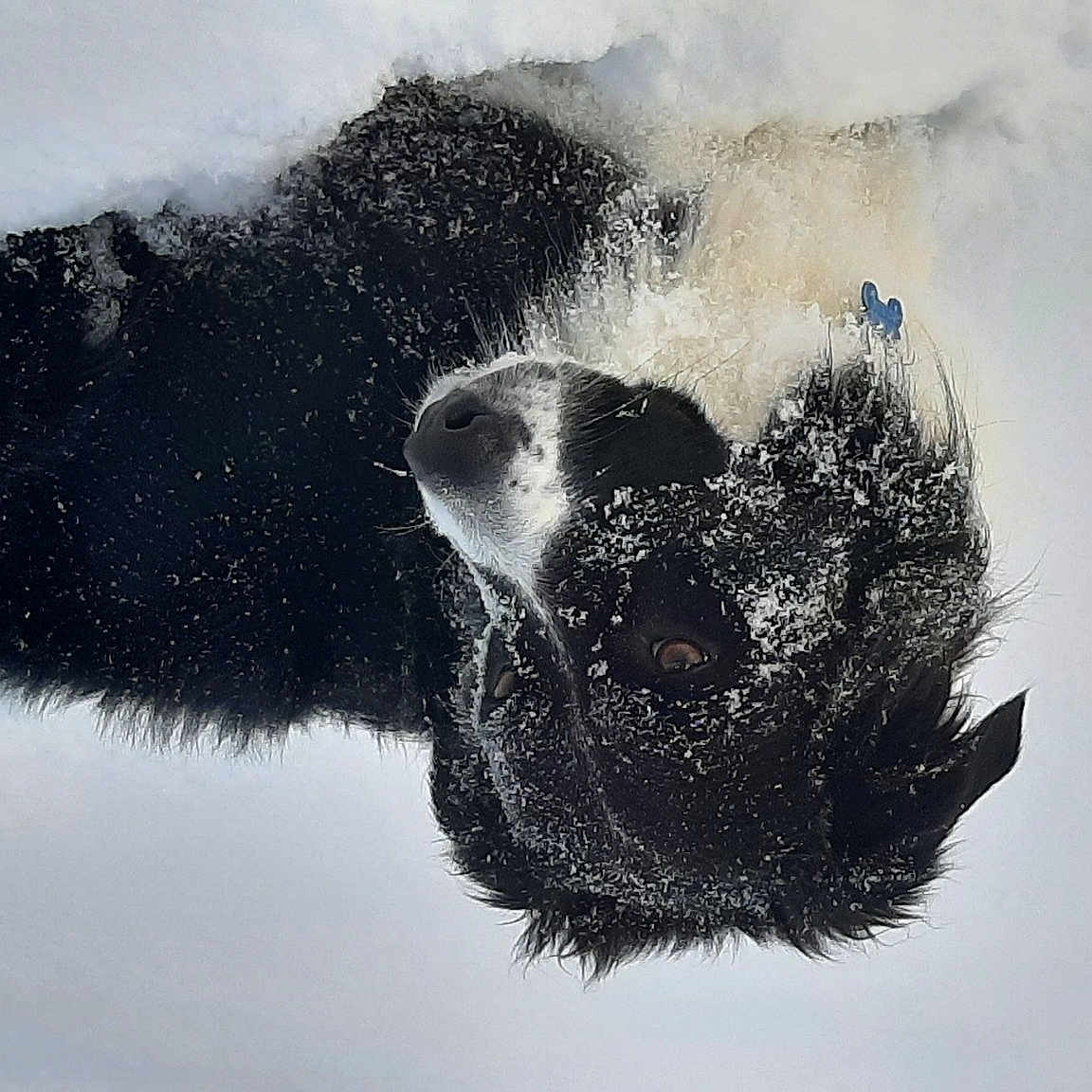 Sting participe au concours pour gagner de l'argent avec cette photo : feather, fur, monochrome, monochrome_photography, plant, snout, tail, tree, water, whiskers, wildlife, wind_wave