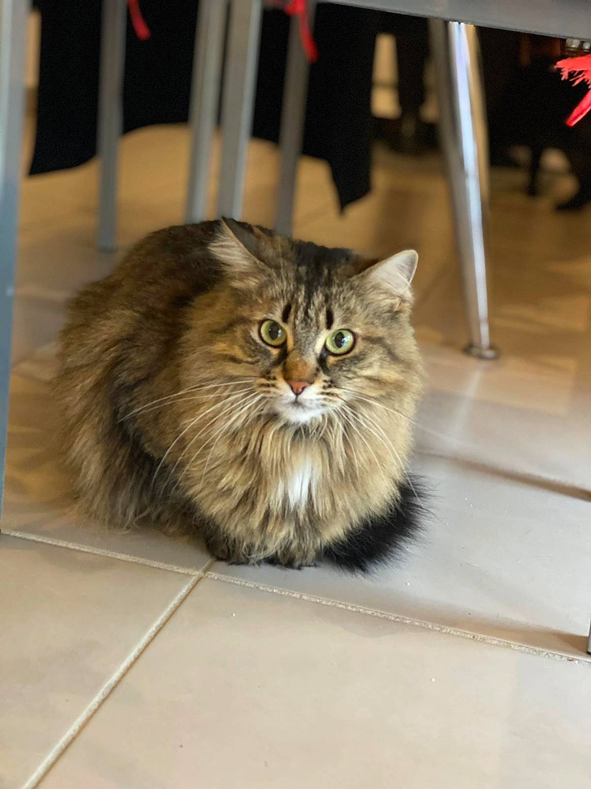 Mya a rejoint le concours — aidez-le/la à gagner de superbes lots ! carnivore, cat, chair, domestic_short_haired_cat, eye, fawn, felidae, flooring, fur, hair, plant, small_to_medium_sized_cats, snout, terrestrial_animal, tree, whiskers, wood