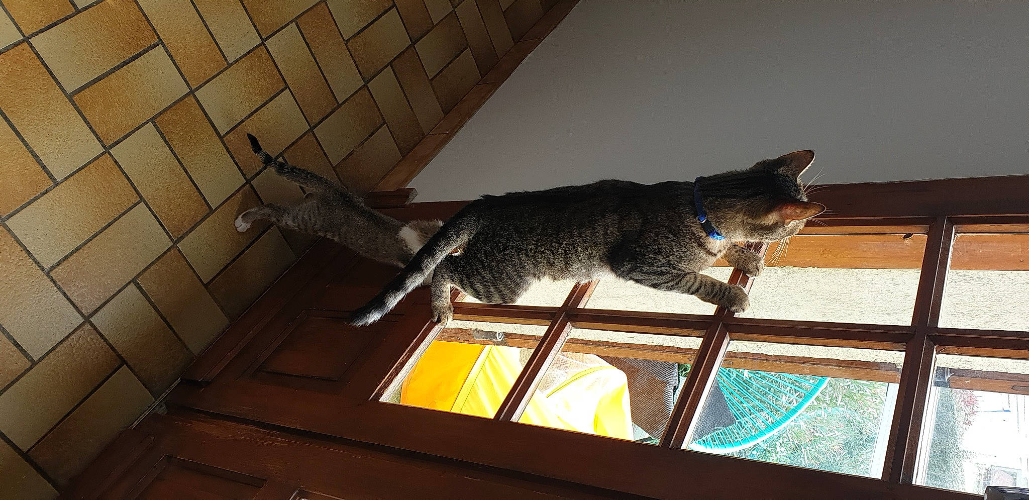 Obywan a rejoint le concours — aidez-le/la à gagner de superbes lots ! carnivore, cat, chausie, domestic_short_haired_cat, european_shorthair, felidae, ocicat, room, small_to_medium_sized_cats, tail, whiskers