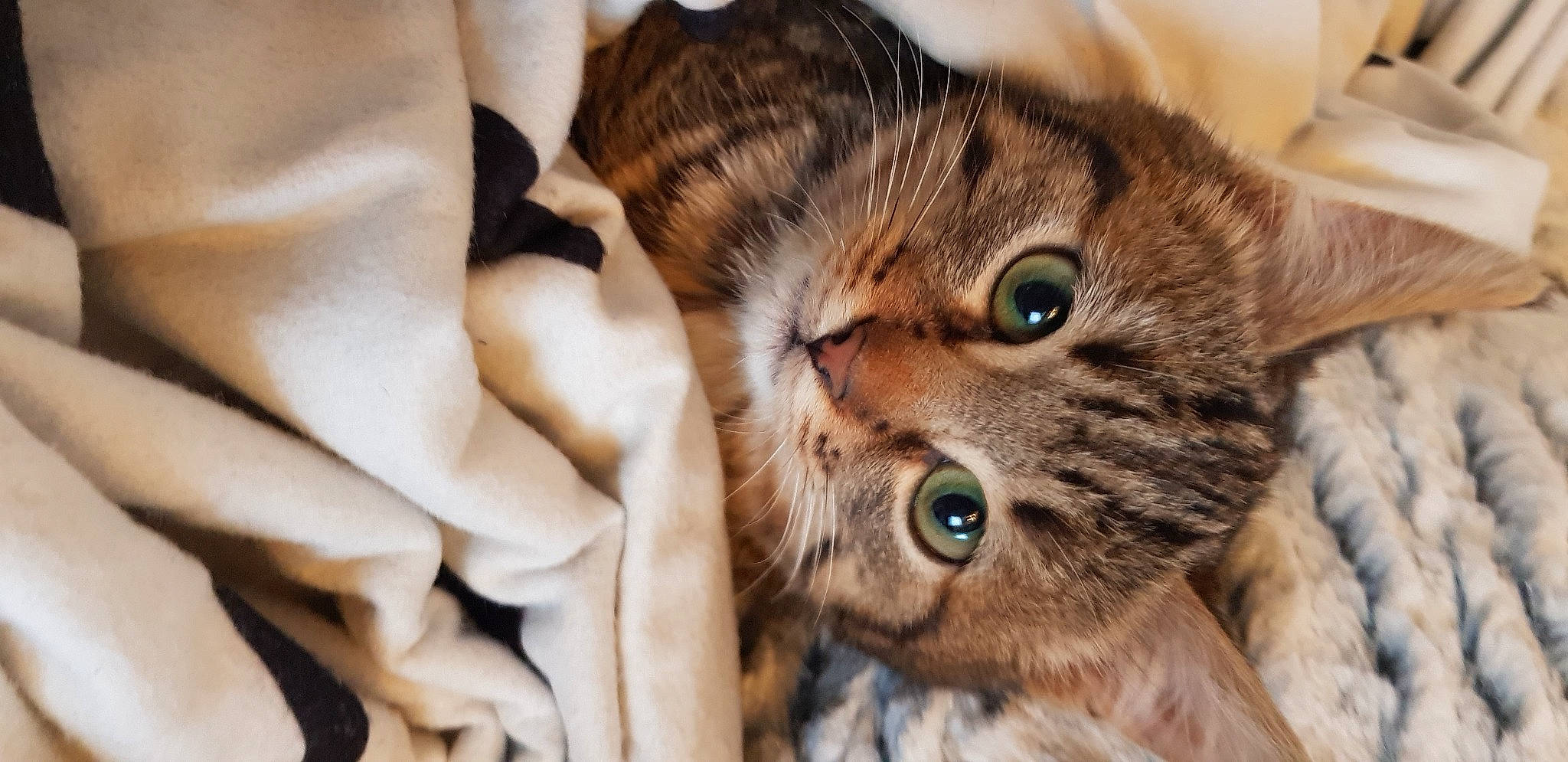 Obywan a rejoint le concours — aidez-le/la à gagner de superbes lots ! american_shorthair, asian, australian_mist, bengal, carnivore, cat, domestic_short_haired_cat, dragon_li, european_shorthair, eye, felidae, fur, kitten, mammal, ocicat, pixie_bob, small_to_medium_sized_cats, tabby_cat, toyger, whiskers