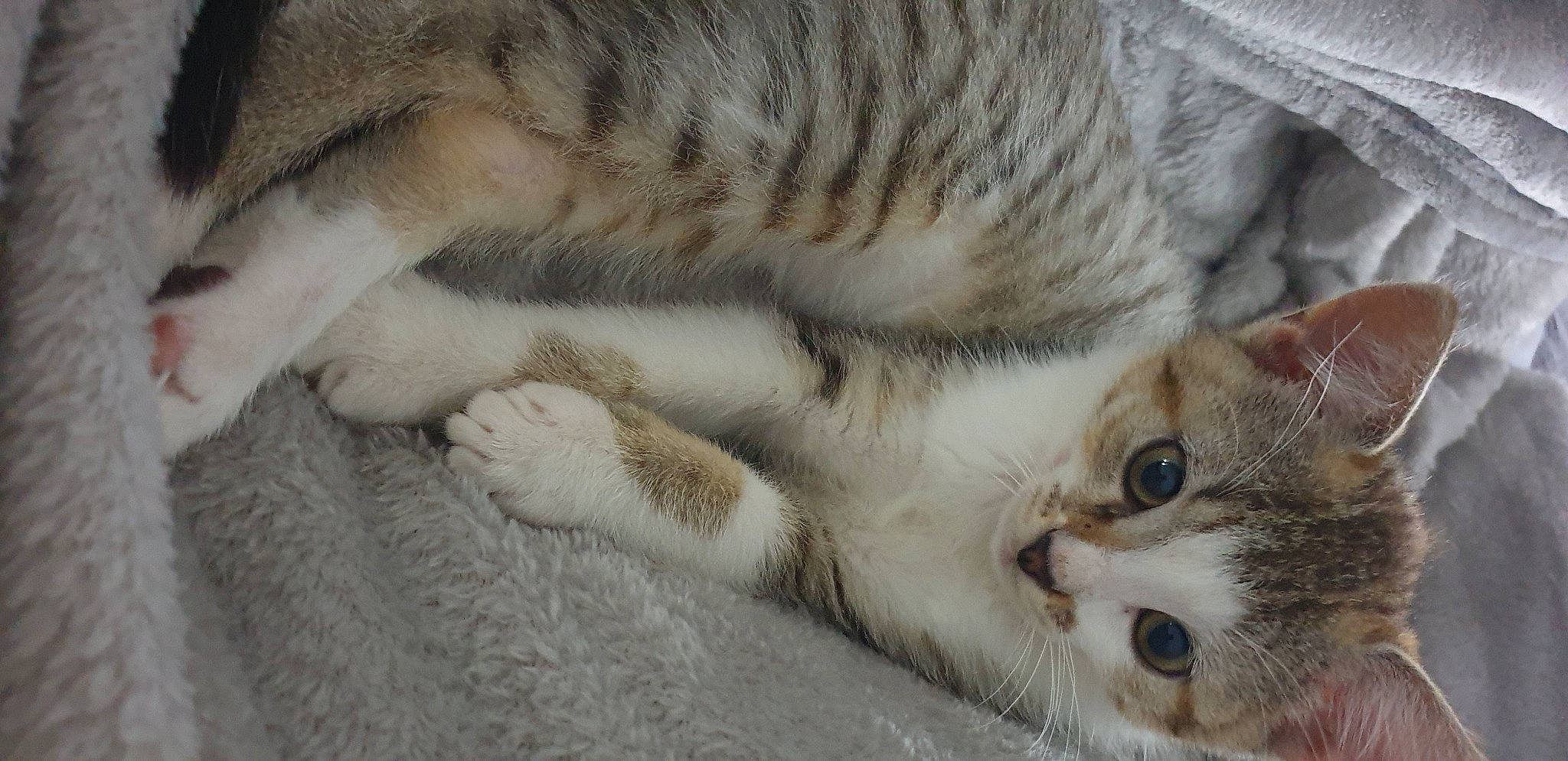 Leia participe au concours pour gagner de l'argent avec cette photo : aegean_cat, american_wirehair, asian, australian_mist, carnivore, cat, claw, domestic_short_haired_cat, dragon_li, european_shorthair, felidae, fur, kitten, mammal, paw, singapura, small_to_medium_sized_cats, snout, tabby_cat, whiskers