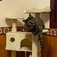 Babygirl is registered to the contest to win money with this photo: cat, tortoiseshell_cat, cat_tree, indoor, pet, fur, paw, feline, wood_paneling, wallpaper, curious, relaxed, animal, pet_furniture, cozy, home, claws, scratching_post, resting, playful