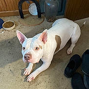 Jazzy joined the competition — help win amazing prizes! dog, white_dog, brown_patch, carpet, shoes, food_bowl, indoor, pet, floor, ears, curious, canine, domestic_animal, household, looking_up, paw, snout, pet_food, cozy, messy