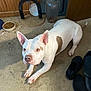 dog, white_dog, brown_patch, carpet, shoes, food_bowl, indoor, pet, floor, ears, curious, canine, domestic_animal, household, looking_up, paw, snout, pet_food, cozy, messy