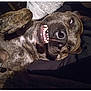 Ottis is registered to the contest to win money with this photo: dog, brindle, lying_down, teeth, tongue, paw, nose, fur, pet, canine, smiling, relaxed, indoor, closeup, sleeping, cute, animal, companion, resting, funny_face