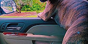 Ottis is registered to the contest to win money with this photo: dog, brindle, car_interior, passenger_seat, open_window, greenery, trees, house, leather_seat, curious, looking_back, animal, pet, vehicle, side_mirror, daytime, window, paw, canine, domestic_animal