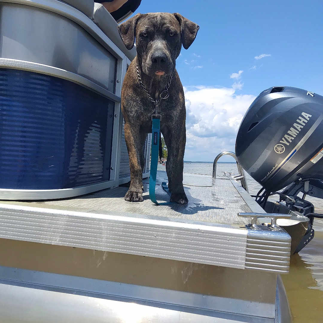 Ottis is registered to the contest to win money with this photo: animal, boat, brindle, canine, clouds, collar, daytime, dock, dog, lake, leash, metal, motor, nature, outdoor, pet, reflection, sky, sunny, water