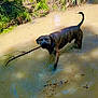 dog, brindle, muddy_water, stick, pond, forest, trees, grass, outdoor, nature, water, animal, pet, playful, canine, sunlight, shadow, summer, wet, fun