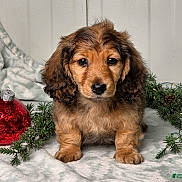 Quinn joined the competition — help win amazing prizes! puppy, dog, cute, fluffy, brown, black, fur, eyes, nose, blanket, ornament, christmas, holiday, greenery, pine, decoration, indoor, portrait, animal, pet