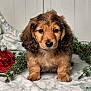 puppy, dog, cute, fluffy, brown, black, fur, eyes, nose, blanket, ornament, christmas, holiday, greenery, pine, decoration, indoor, portrait, animal, pet