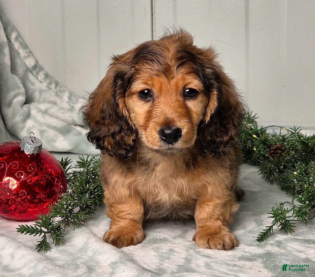 Quinn joined the competition — help win amazing prizes! puppy, dog, cute, fluffy, brown, black, fur, eyes, nose, blanket, ornament, christmas, holiday, greenery, pine, decoration, indoor, portrait, animal, pet