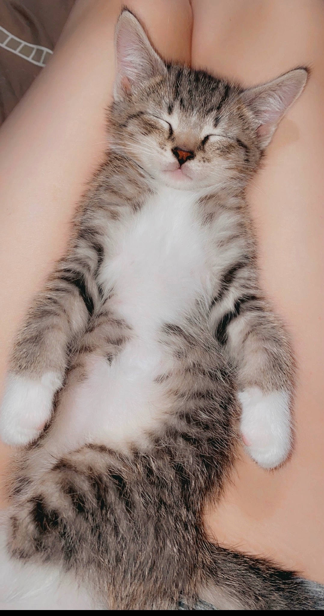 Deebo joined the competition — help win amazing prizes! carnivore, cat, claw, close_up, comfort, domestic_short_haired_cat, felidae, foot, fur, paw, small_to_medium_sized_cats, snout, tail, terrestrial_animal, whiskers