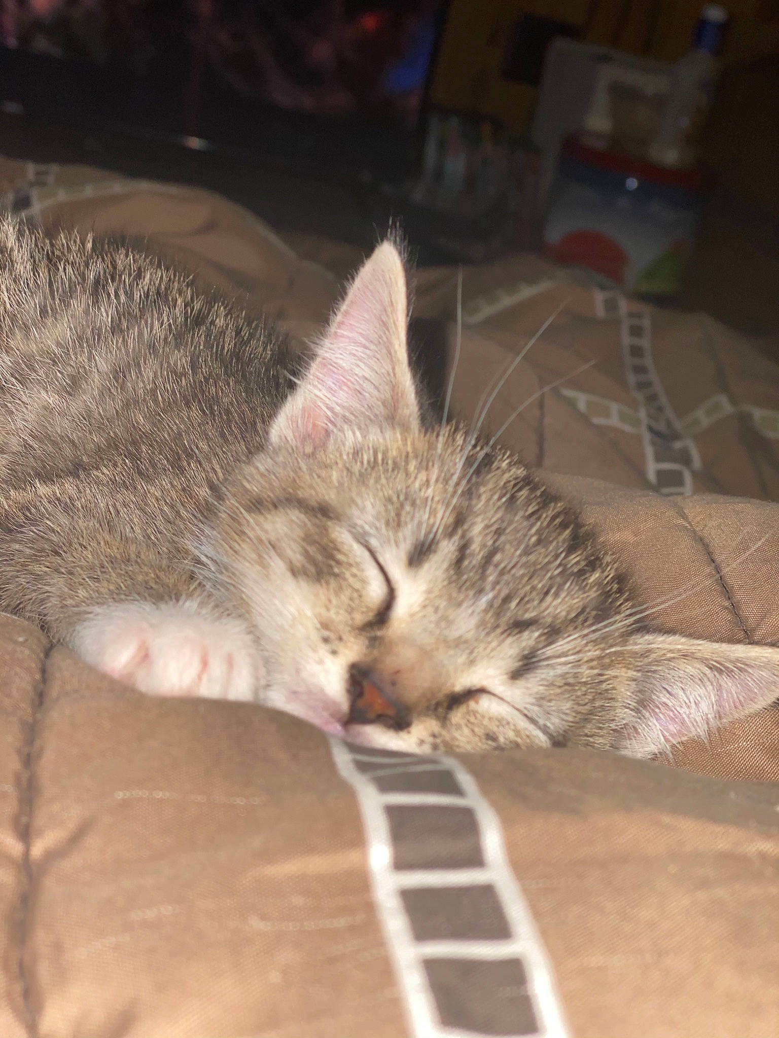 Deebo is registered to the contest to win money with this photo: box, carnivore, carton, cat, claw, comfort, domestic_short_haired_cat, felidae, flooring, fur, nap, paw, shipping_box, sleep, small_to_medium_sized_cats, snout, tail, terrestrial_animal, whiskers, wood