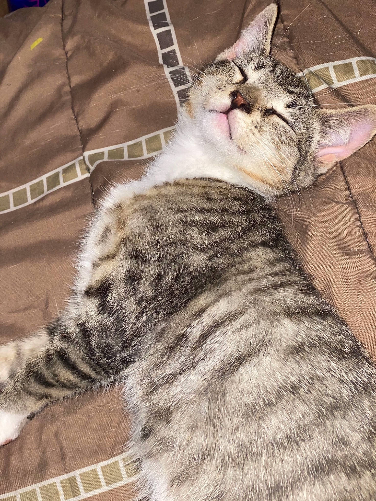 Deebo is registered to the contest to win money with this photo: carnivore, cat, claw, comfort, domestic_short_haired_cat, fawn, felidae, fur, grey, mammal, nap, paw, plaid, sitting, small_to_medium_sized_cats, snout, tail, tartan, vertebrate, whiskers