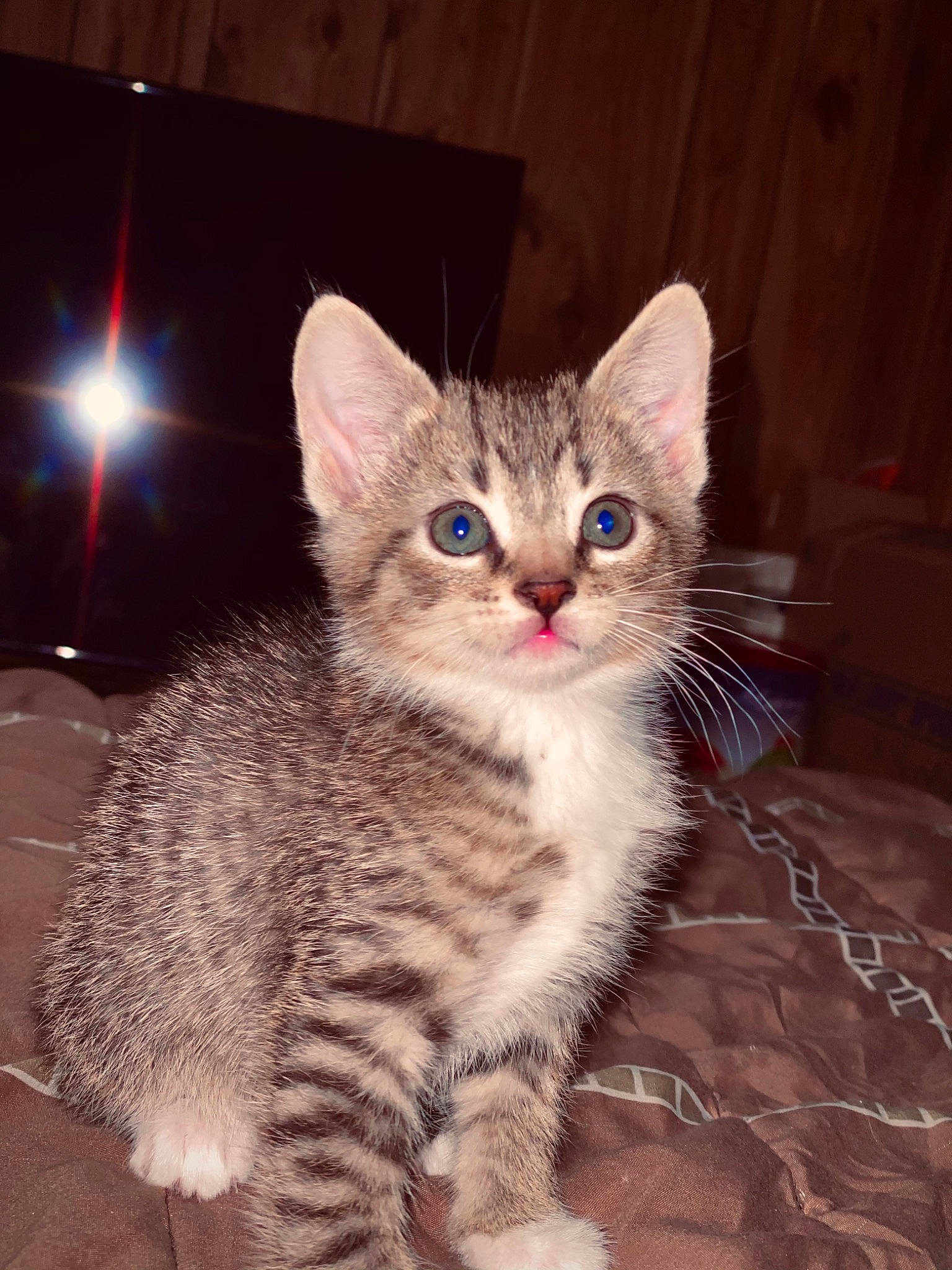 Deebo is registered to the contest to win money with this photo: carnivore, cat, claw, domestic_short_haired_cat, eye, fawn, felidae, fur, head, paw, sitting, small_to_medium_sized_cats, snout, tail, terrestrial_animal, whiskers, window