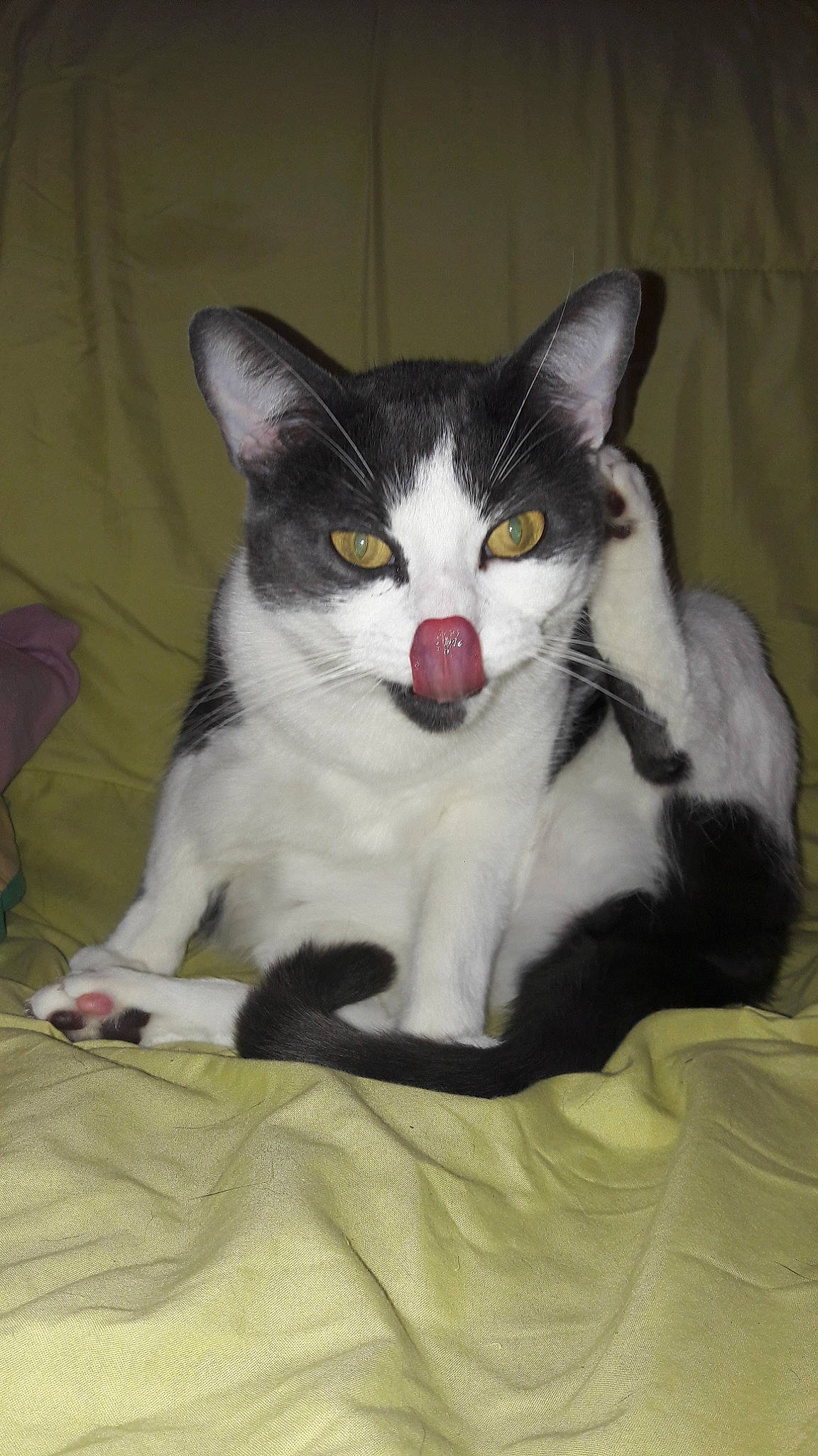 Elvis participe au concours pour gagner de l'argent avec cette photo : carnivore, cat, cat_supply, comfort, domestic_short_haired_cat, eye, felidae, fur, grey, head, linens, paw, sitting, small_to_medium_sized_cats, snout, tail, whiskers