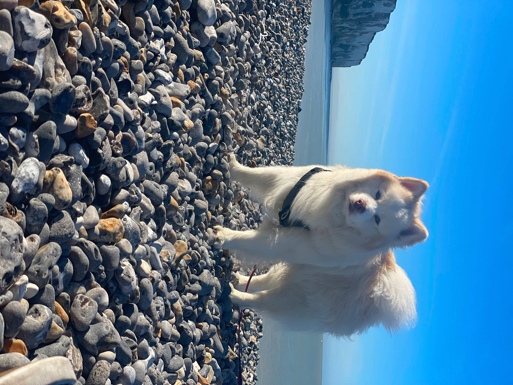 Cooky participe au concours pour gagner de l'argent avec cette photo : azure, canidae, carnivore, companion_dog, dog, dog_breed, fawn, freezing, fur, gravel, non_sporting_group, pebble, rock, rubble, sky, sporting_group, tail, wildlife, winter, wood