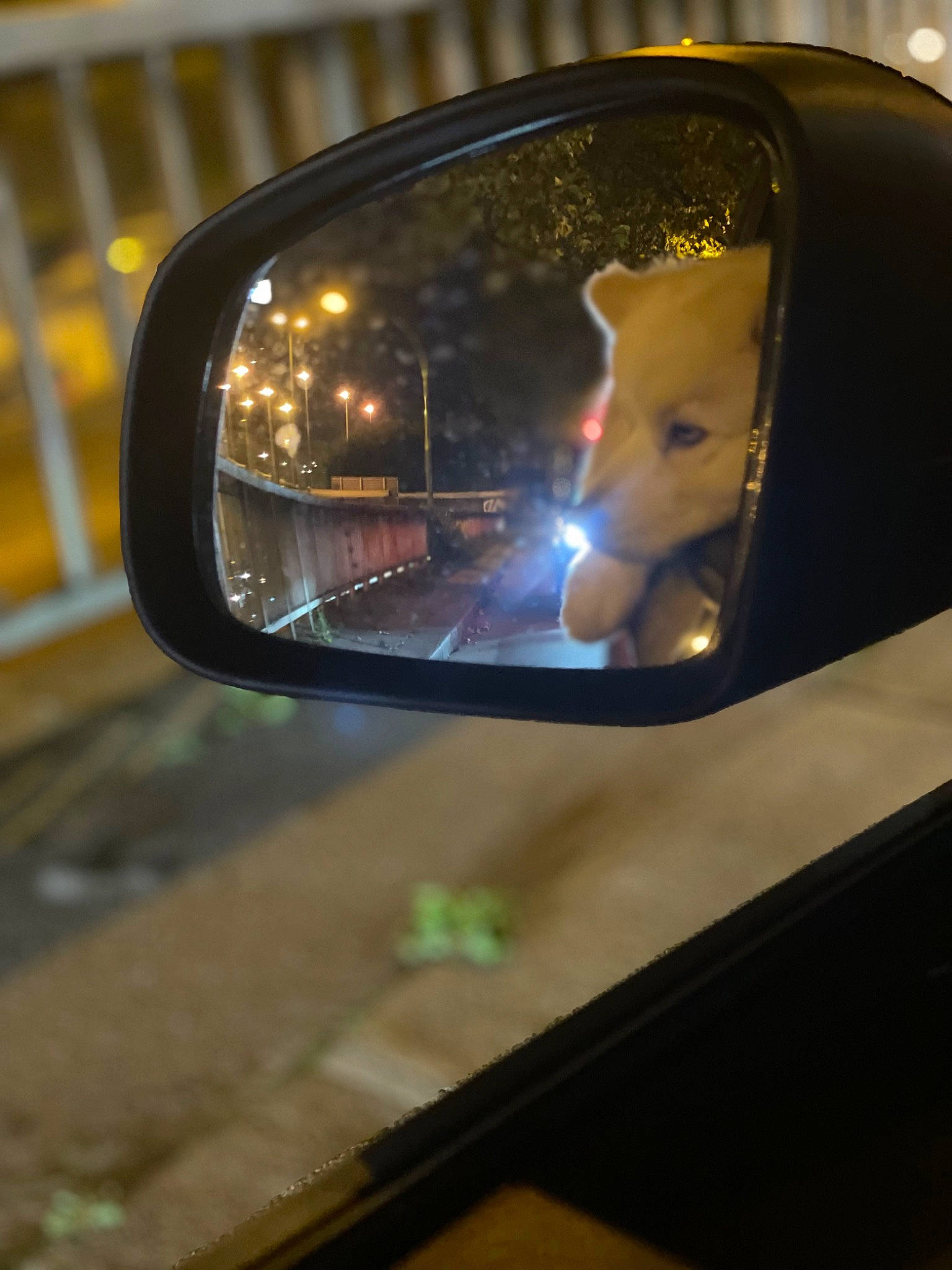 Cooky participe au concours pour gagner de l'argent avec cette photo : auto_part, automotive_design, automotive_exterior, automotive_lighting, automotive_mirror, automotive_side_view_mirror, car, glass, headlamp, mirror, mode_of_transport, motor_vehicle, personal_luxury_car, plant, rear_view_mirror, road, street_light, tints_and_shades, vehicle, vehicle_door