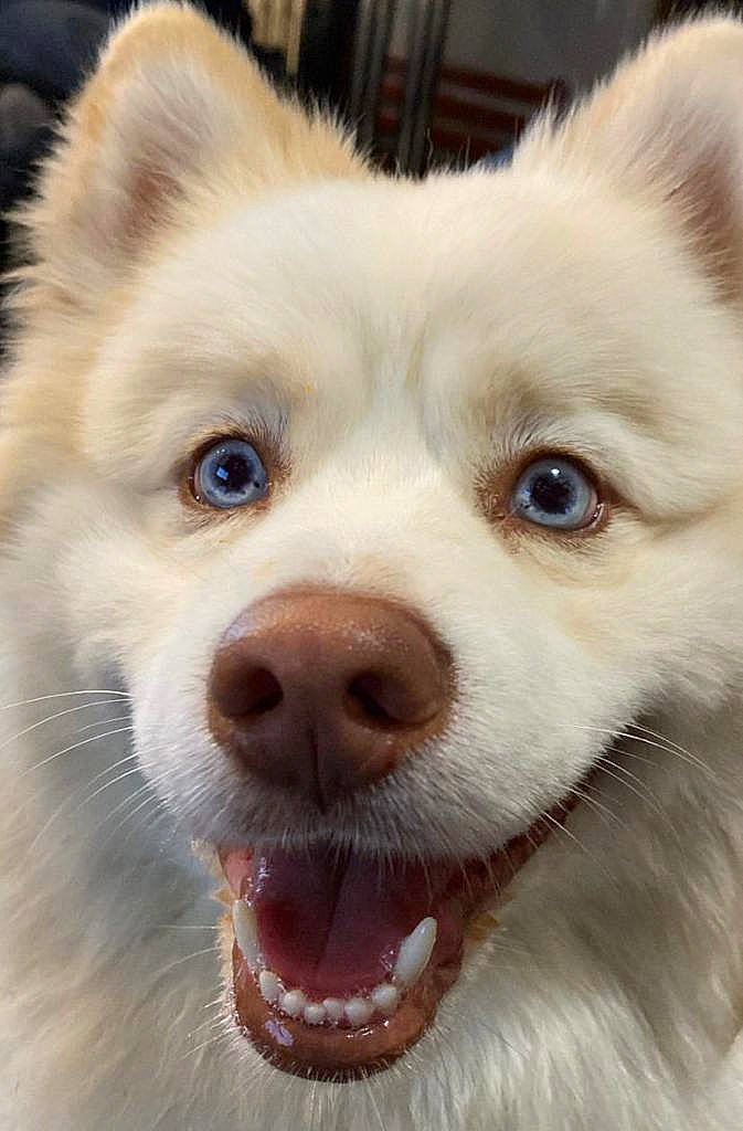 Cooky a rejoint le concours — aidez-le/la à gagner de superbes lots ! canidae, carnivore, close_up, companion_dog, dog, dog_breed, ear, eyelash, fawn, fur, indian_spitz, jaw, sporting_group, terrestrial_animal, toy_dog, volpino_italiano, whiskers, wildlife, working_animal, working_dog