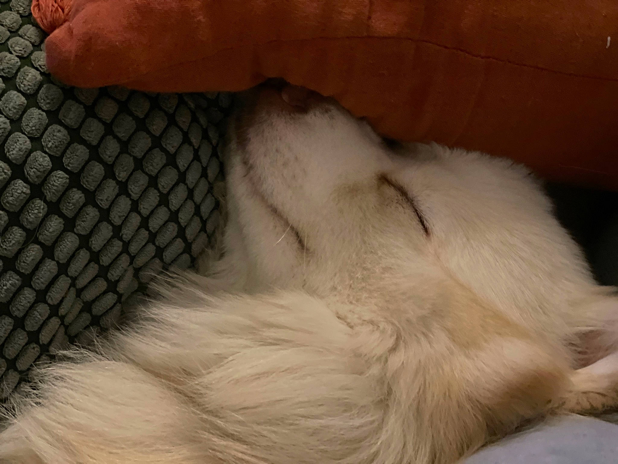 Cooky participe au concours pour gagner de l'argent avec cette photo : carnivore, claw, comfort, companion_dog, dog, dog_breed, fawn, felidae, foot, fur, mesh, nap, paw, pet_supply, sleep, snout, sporting_group, tail, terrestrial_animal, whiskers