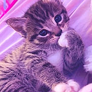 Brownie is registered to the contest to win money with this photo: kitten, cat, tabby, paw, fur, cute, animal, pet, sleeping, closeup, soft, purple, blanket, indoor, young, whiskers, small, mammal, resting, cozy