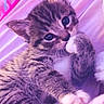 kitten, cat, tabby, paw, fur, cute, animal, pet, sleeping, closeup, soft, purple, blanket, indoor, young, whiskers, small, mammal, resting, cozy