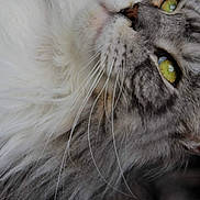 Roxane participe au concours pour gagner de l'argent avec cette photo : cat, close_up, fluffy, whiskers, yellow_eyes, fur, portrait, animal, pet, mammal, feline, soft_texture, face, nose, indoor, looking_up, cute, domestic_animal, macro, detail