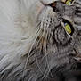 cat, close_up, fluffy, whiskers, yellow_eyes, fur, portrait, animal, pet, mammal, feline, soft_texture, face, nose, indoor, looking_up, cute, domestic_animal, macro, detail